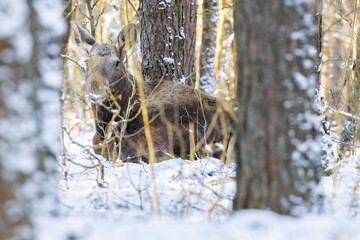 The moose (elk), Alces alces, Biebrzanski National Park, Poland.