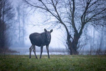 The moose (elk), Alces alces, Biebrzanski National Park, Poland.
