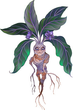 17 Ilustrações de Mandrake Flower - Getty Images