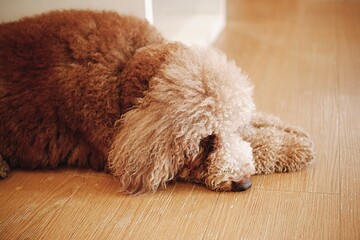 A small ginger poodle lying on the floor. Toned with color filter and soft noise to get old camera effect. Soft focus and blurred. 
