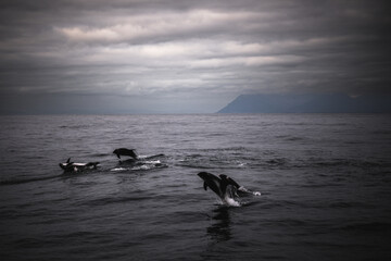 Dolphins jumping at the Icelandic coast 3