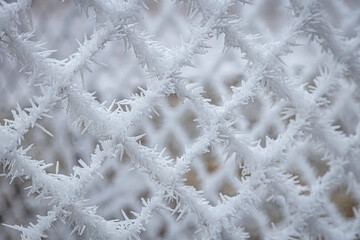 Pine trees branches covered with snow frost. Perfect wintry wallpapers magical nature photography.