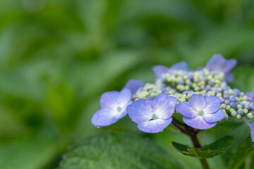 Fototapeta premium 美しいアジサイ