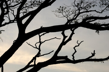 silhouette of a tree