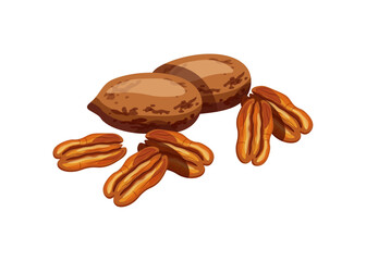 Pecan isolated on white background. Vector illustration of a delicious handful of peeled and whole pecans in cartoon style. Pecan icon. Healthy, organic snacks.
