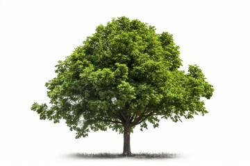 Fototapeta na wymiar Green leafy tree for garden decor, isolated on white. (PNG). Generative AI