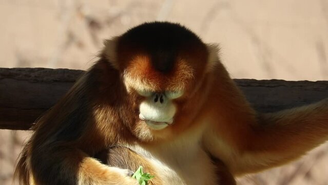 Close up Male Golden Monkey feeding time