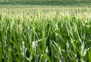 A corns with tassels in a field 