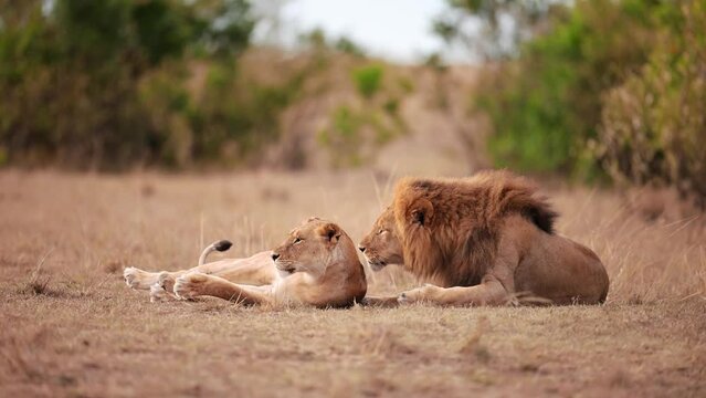 Lioness and lion mating in the wild Serengeti park in Tanzania.