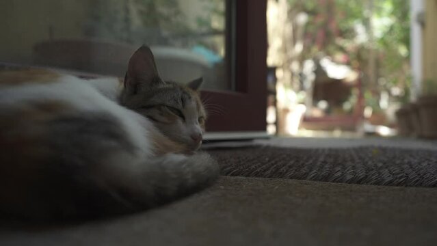 Cat sleeping by garden door 4K