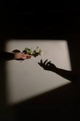Man hand Offer White Roses flower to a Woman Hand Shadow
