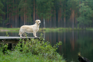  dog at lake in the green forest. Golden Retriever in nature