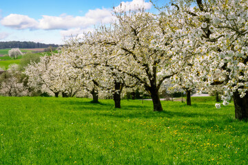 Fototapeta na wymiar Spring scenic with flowering cherry trees