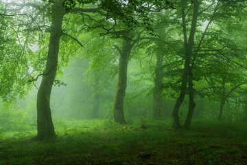 Fototapeta na wymiar Beech forest with fog in spring