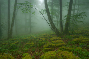 Beech forest with fog in spring