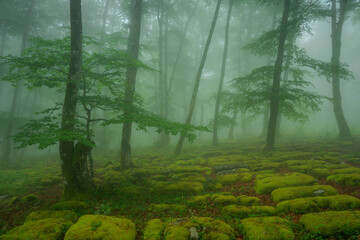 Fototapeta premium Beech forest with fog in spring