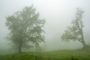 Obraz premium Beech forest with fog in spring