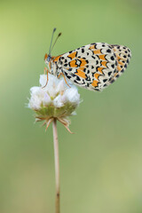 Butterfly resting on a flower