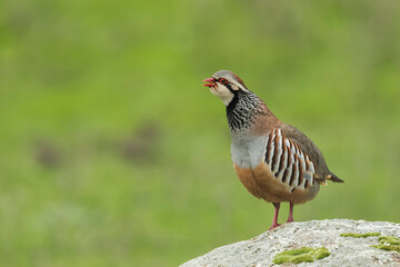 Red-legged partridge (Alectoris rufa) in the wild