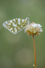 Butterfly resting on a flower