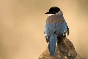 Iberian magpie (Cyanopica cooki) in the wild