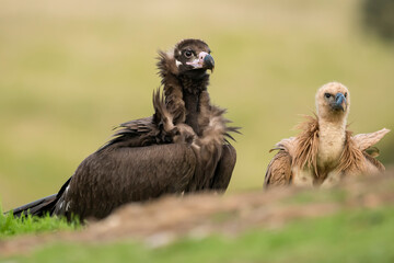 Black vulture and Eurasian griffon vulture