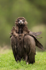 Black vulture (Cinereous vulture) in the wild