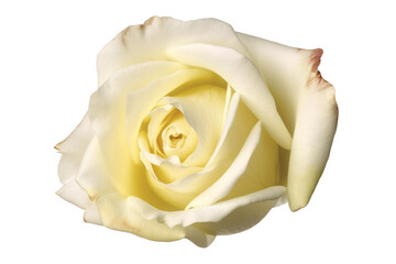 Cream colored rose flower on transparent background. Generative AI illustration