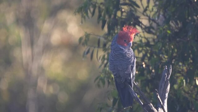 a male gang-gang cockatoo perching in a dead tree at koszciusko national park of the snowy mountains of nsw, australia