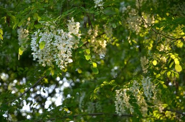 White acacia (tree branches) and blossom in a rays of the sun (sunset)