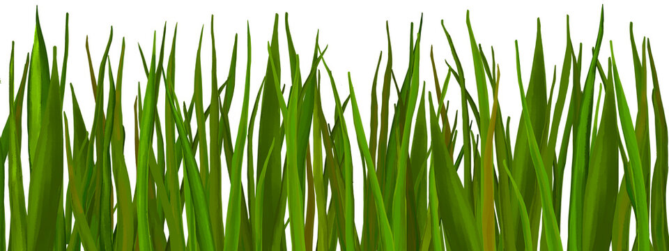 Green grass on white background © fotorybalka