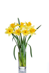 beautiful yellow flowers daffodils in a vase on a white background