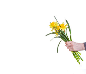 beautiful yellow flowers daffodils in the hands of a girl on a white background