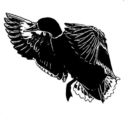 recommend clip art: black and white duck vector illustration 