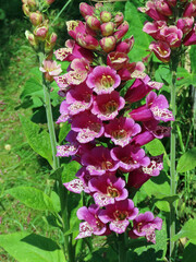 Pink foxglove