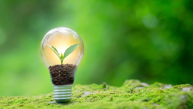 light bulbs and trees Energy saving concepts and investments in eco-business renewable energy production ESG green business and environmental investment, natural green background