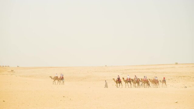 A caravan of camels in the desert. Pisa, Egypt.