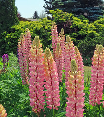 Pink lupins