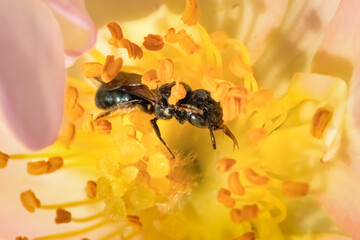 Close up of a Small Carpenter Bee (Ceratina sp) pollinating a Pink Lemonade Rose flower.  Long Island, New York, USA