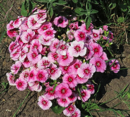 Dianthus flowers