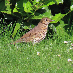 Song thrush