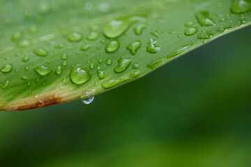 Water drops on green leaf