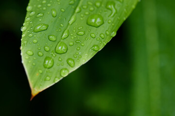 Water drops on green leaf