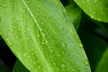 Water drops on green leaf