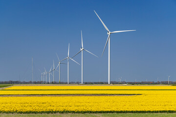 wind turbines with yellow tulip field in Northern Holland, Netherlands - Powered by Adobe