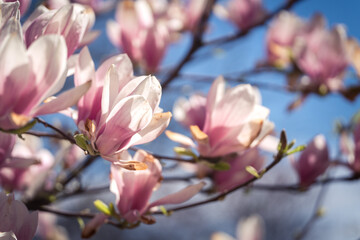 Pink magnolea on a sunny spring day