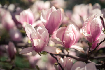 Pink magnolea on a sunny spring day