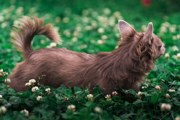 Fototapeta na wymiar Lilac cute longhair chiwawa puppy - closeup photography