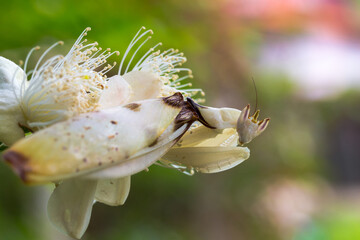 Fototapeta na wymiar Walking flower mantis, Pink orchid mantis