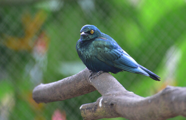 The greater blue eared starling or greater blue eared glossy starling, Lamprotornis chalybaeus perching on branch